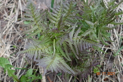Pedicularis bracteosa