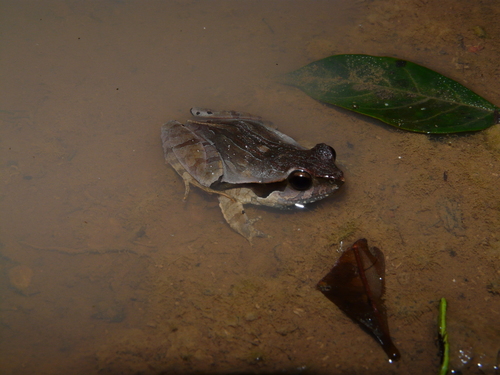 Physalaemus ephippifer