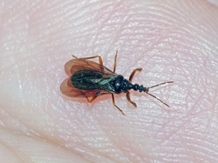 Oncylocotis tasmanicus