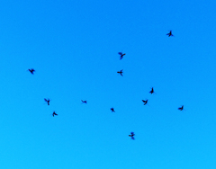 Oncylocotis tasmanicus