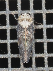 Paraphlepsius collitus