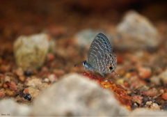 Prosotas aluta nanda