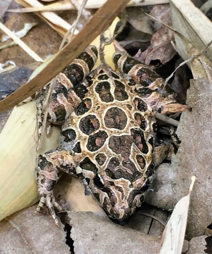 Mediterranean Painted Frog, Sant Climent Sescebes, Catalonia, ES, photo 3 of 10