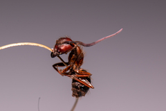 Ophiocordyceps camponoti-floridani