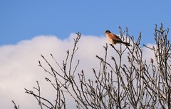 Falco naumanni