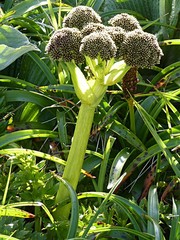 Anisotome latifolia