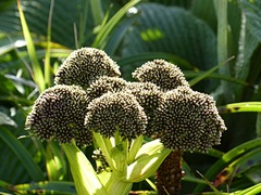 Anisotome latifolia