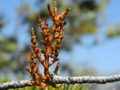 Arceuthobium divaricatum