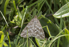 Evergestis frumentalis