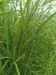 Carex