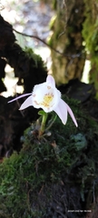 Pleione hookeriana
