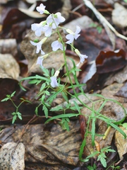 Cardamine trifida