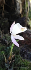 Pleione hookeriana