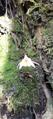 Pleione hookeriana