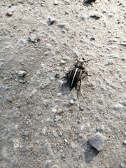 Dorcadion holosericeum