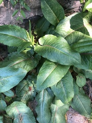 Rumex obtusifolius obtusifolius