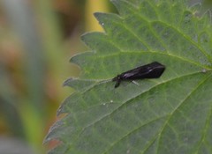 Mystacides azureus