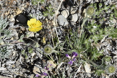 Dasiphora fruticosa
