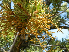 Arceuthobium divaricatum