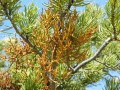 Arceuthobium divaricatum