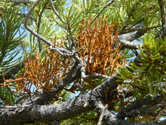 Arceuthobium divaricatum