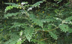 Acanthus polystachyus