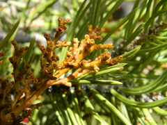 Arceuthobium divaricatum