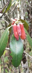 Rhododendron keysii