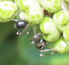 Polyrhachis gagates