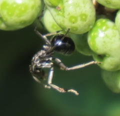 Polyrhachis gagates