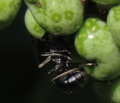 Polyrhachis gagates