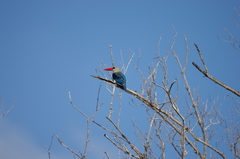 Halcyon senegaloides