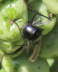 Polyrhachis gagates