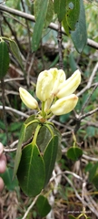 Rhododendron campylocarpum