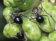 Polyrhachis gagates