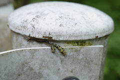 Scolopendra japonica