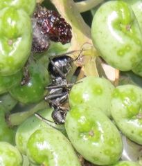 Polyrhachis gagates