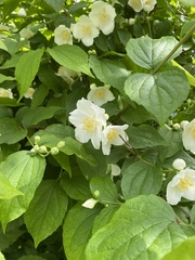 Philadelphus caucasicus