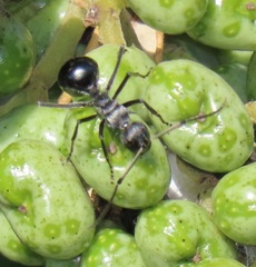 Polyrhachis gagates