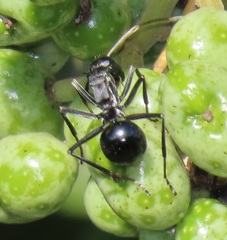 Polyrhachis gagates