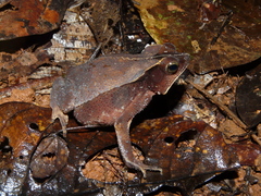 Rhinella margaritifera