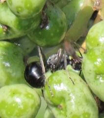 Polyrhachis gagates