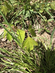 Toxicodendron radicans