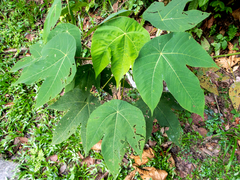 Macaranga triloba