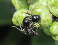 Polyrhachis gagates