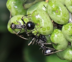 Polyrhachis gagates