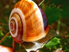 Pseudotachea splendida