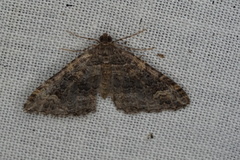Xanthorhoe vacuaria