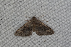 Xanthorhoe vacuaria