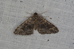 Xanthorhoe vacuaria